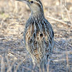 Western Meadowlark